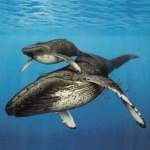На Камчатке начался мониторинг популяции серых китов