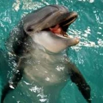 Московский дельфинарий отбил атаку рейдеров и спасает своих питомцев