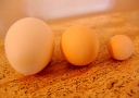Яйца – важный элемент сбалансированного питания.