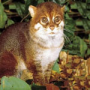 Суматранская кошка Р#2