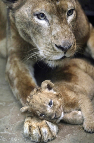         Prigen Safari Park  