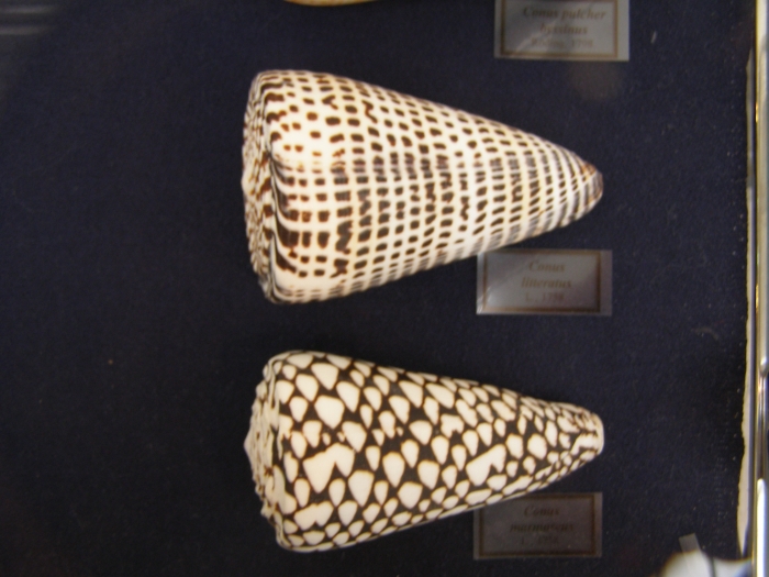   7-     