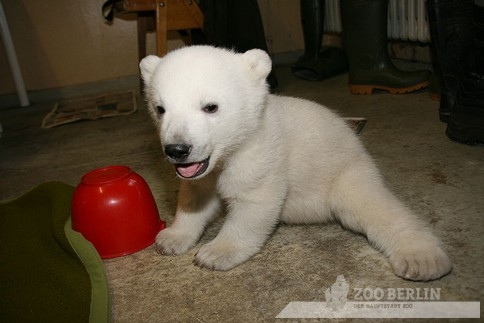 Умер самый знаменитый белый медведь мира 20610