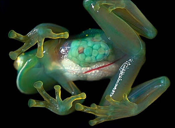        Hyalinobatrachium pellucidum -      