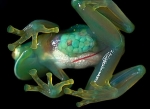 Hyalinobatrachium pellucidum -      
