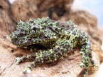 Theloderma corticale,    