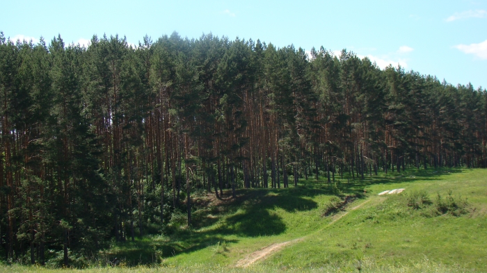 Природа моей родины На краю леса. 11.06.2010