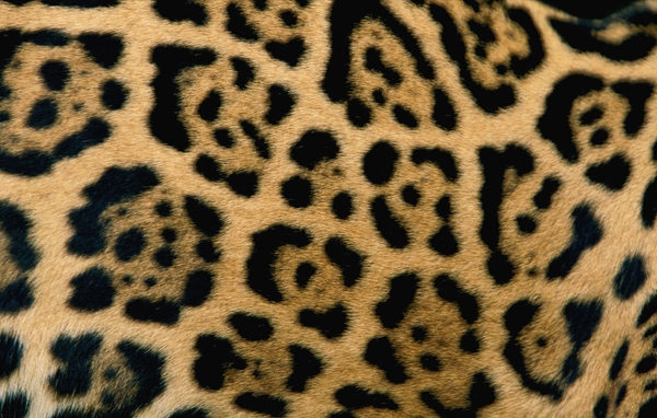 ����� �������- ������� ������ ������ (Panthera onca)���������� ������� ��������� � ��������� ����� � �����
