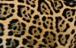   (Panthera onca)       