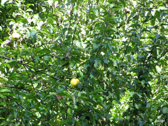 1 �������� 2009�. 