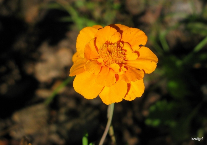 1 �������� 2009�. 