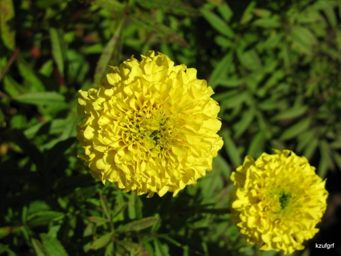 1 �������� 2009�. 