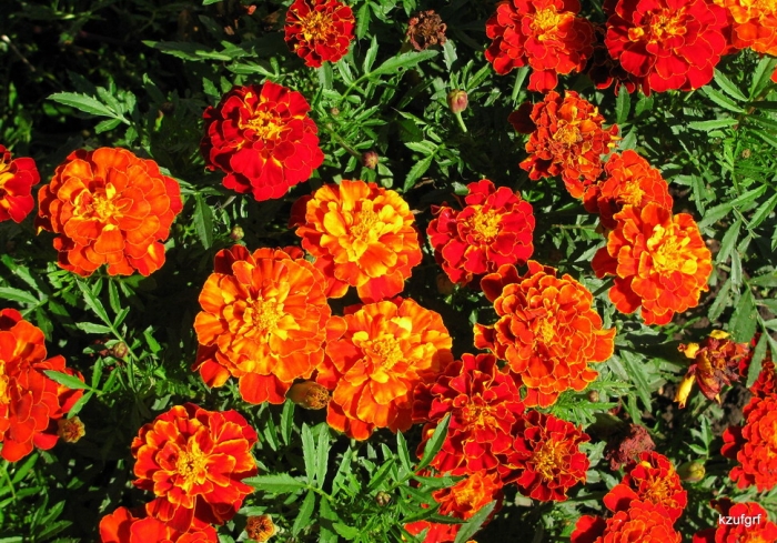 1 �������� 2009�. 
