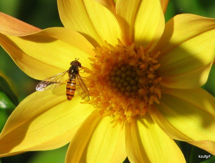 1 �������� 2009�. 