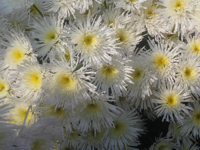 ���� ����� ��������� 