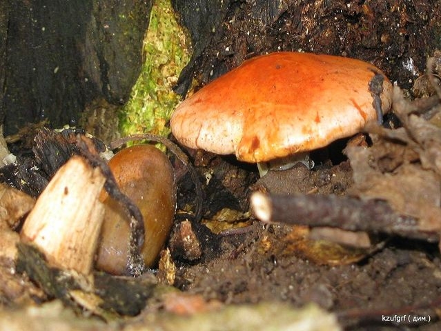 ������:...(������� 2010�.) 