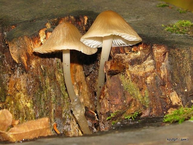 ������:...(������� 2010�.) 