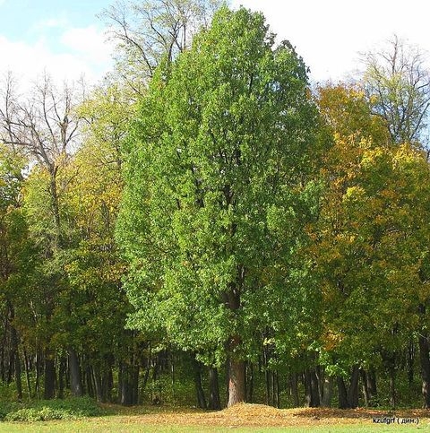 ������:...(������� 2010�.) 