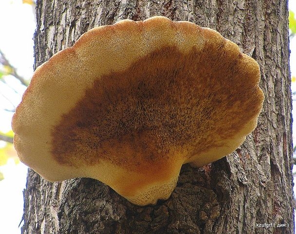 ������:...(������� 2010�.) 