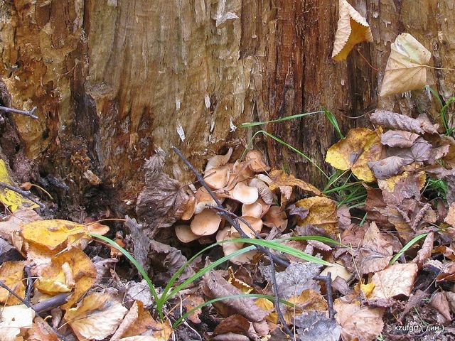 ������:...(������� 2010�.) 