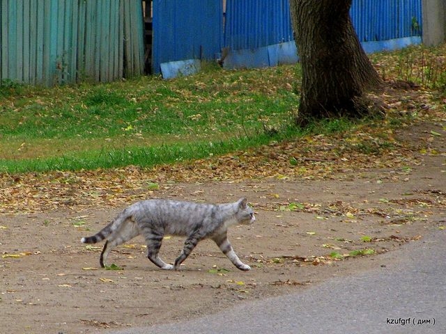 ������:...(������� 2010�.) 