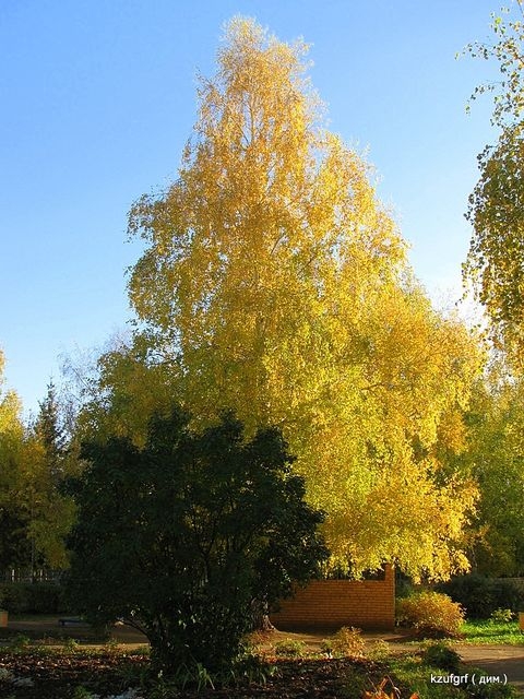 ������:...(������� 2010�.) 