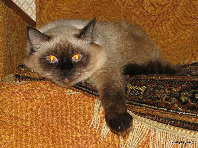������:...(������� 2010�.) 