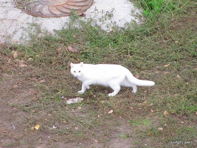 ������:...(������� 2010�.) 