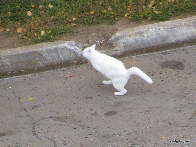 ������:...(������� 2010�.) 