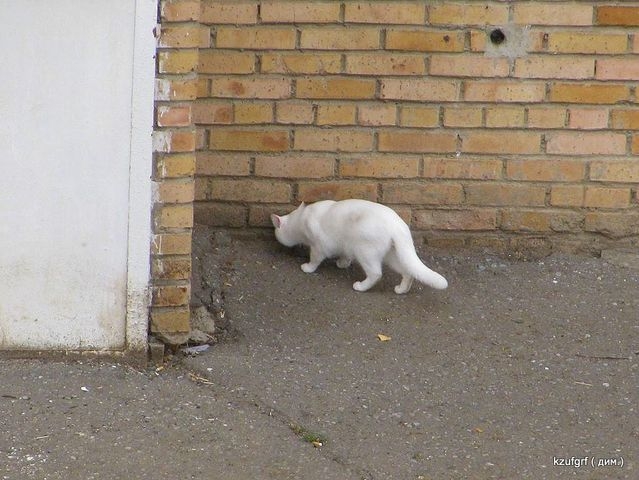 ������:...(������� 2010�.) 