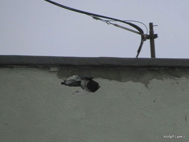������:...(������� 2010�.) 