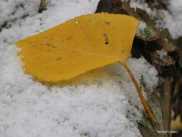 ������:...(������� 2010�.) 