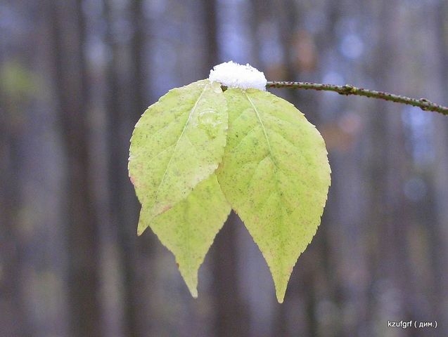 ������:...(������� 2010�.) 