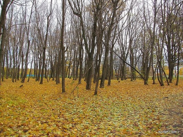 ������:...(������� 2010�.) 