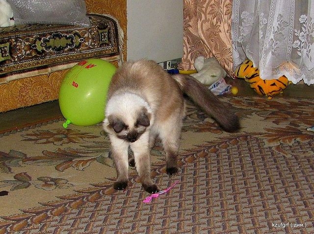 ������ 2010�. ������... 