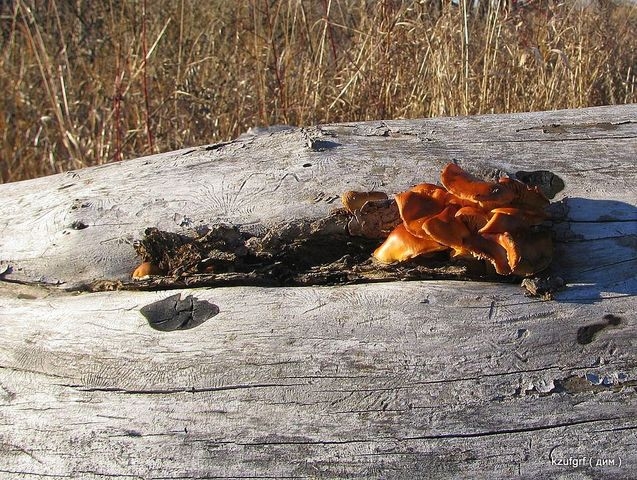 ������ 2010�. ������... 