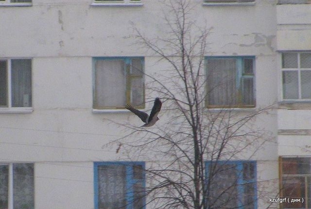 ������ 2010�. ������... 