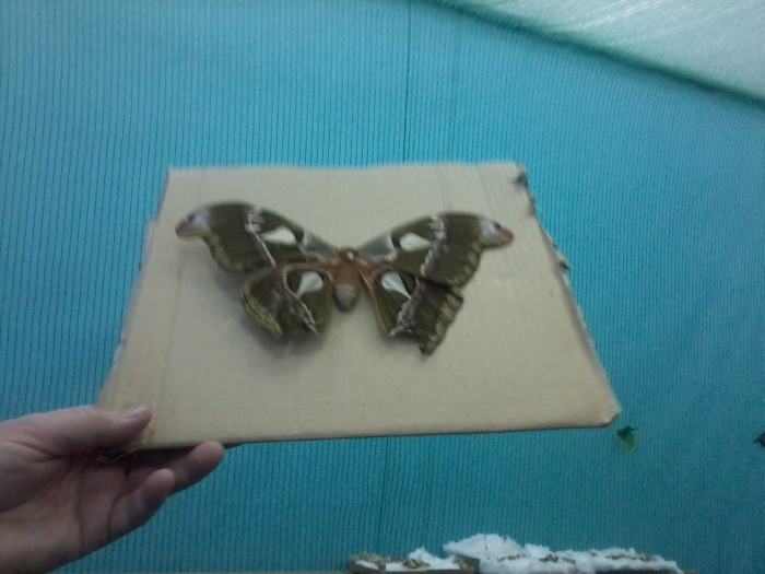 ����� � �������. 18.03.2011 ��� 
