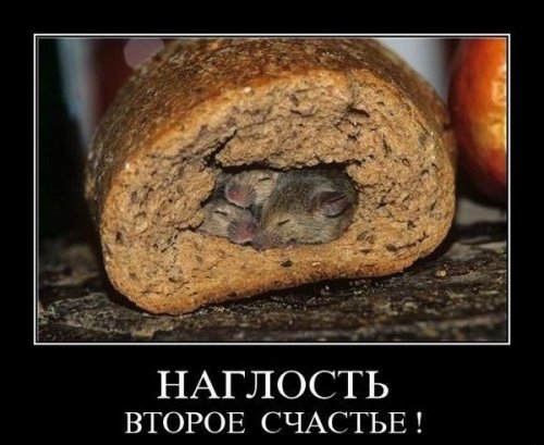 �������� - ������ ������� ! 