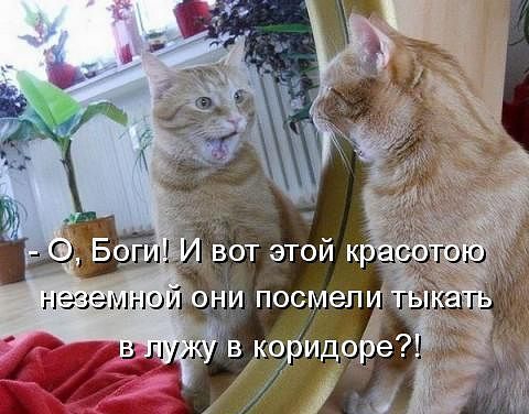 ������ ���))) 