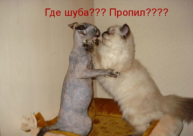 ������ ���))) 