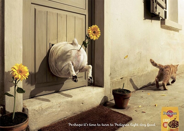 ���������� �������!!! � �������� �������� �������� ������ �� Pedigree Light