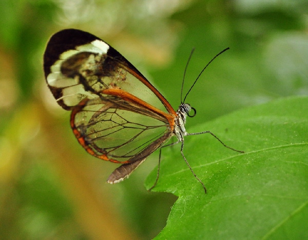        : GRETA OTO