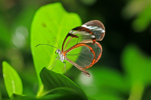        : GRETA OTO