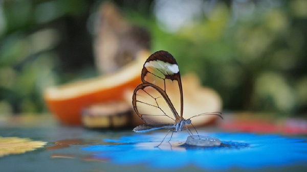        : GRETA OTO
