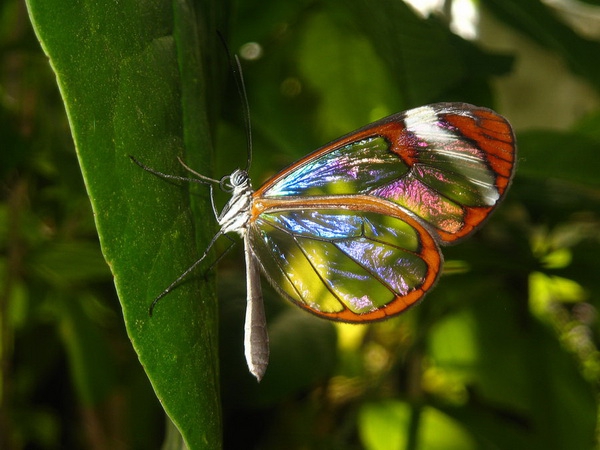        : GRETA OTO