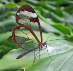    : GRETA OTO