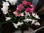 Мои орхидеюшки)....