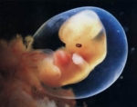 Эмбрион - 6 неделя