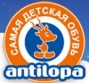 Antilopa - .  